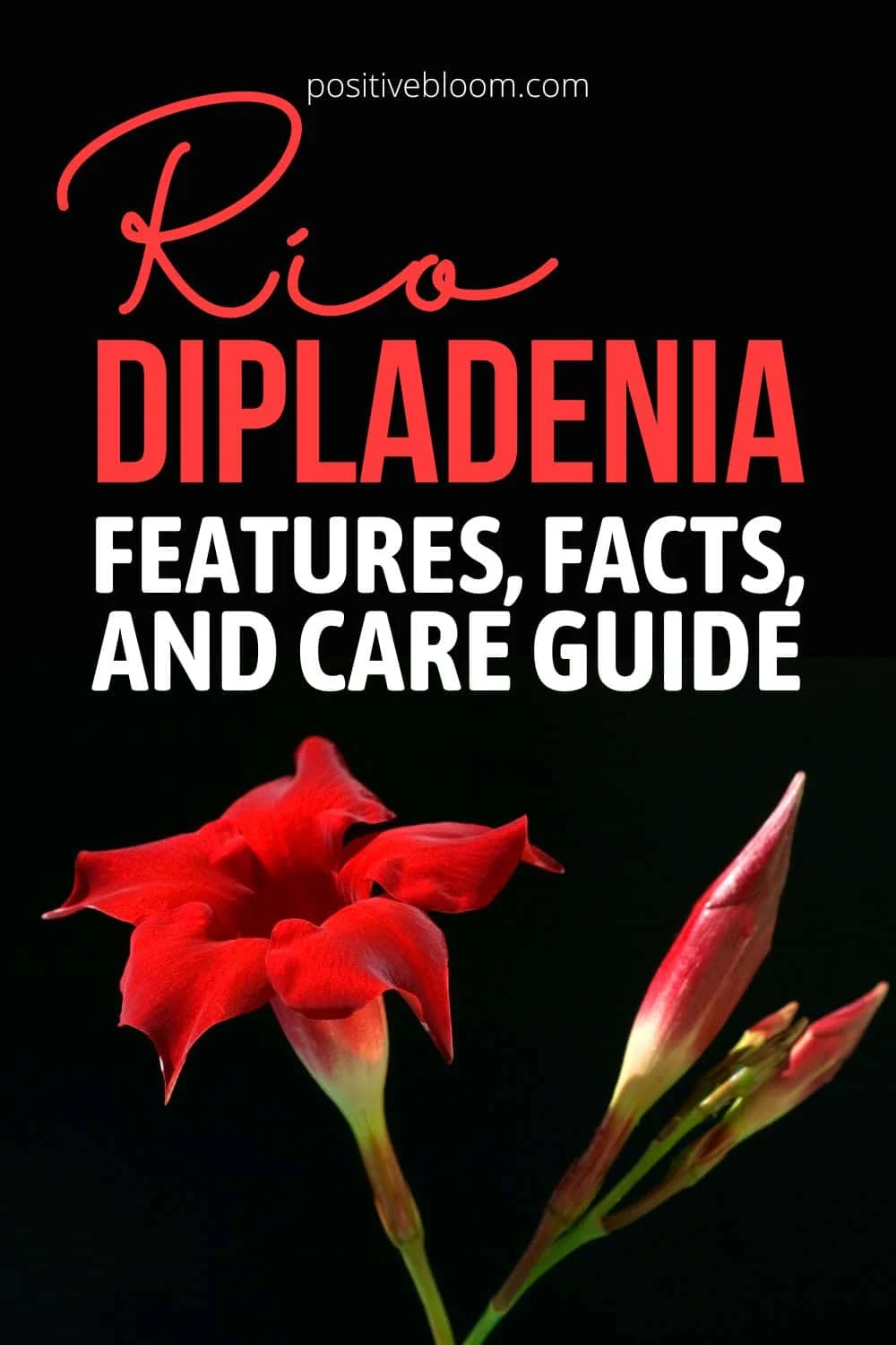 Nedsænkning Opdage ubehagelig Rio Dipladenia: Features, Facts, And Care Guide