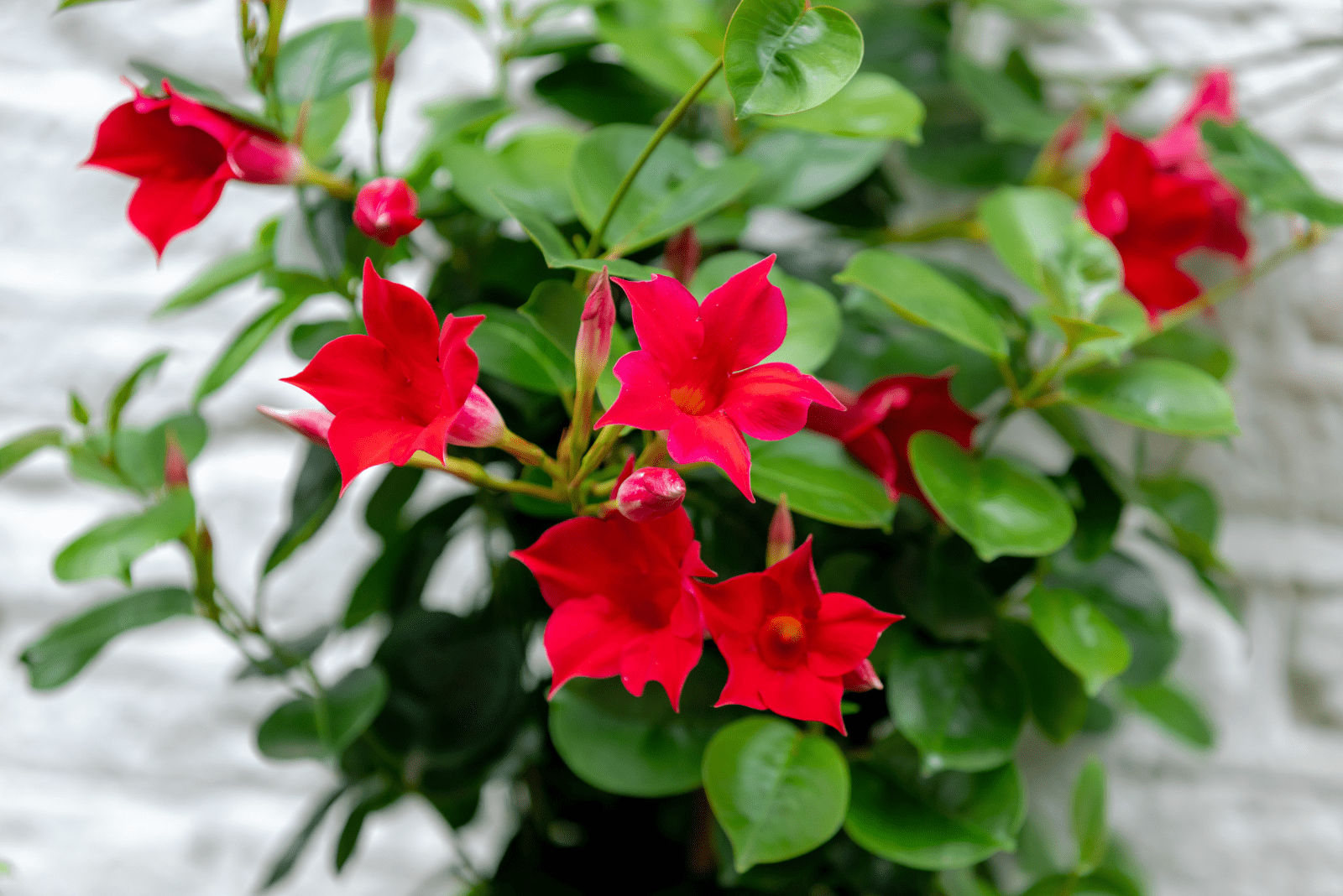 Rio Dipladenia: Features, Facts, And Care Guide