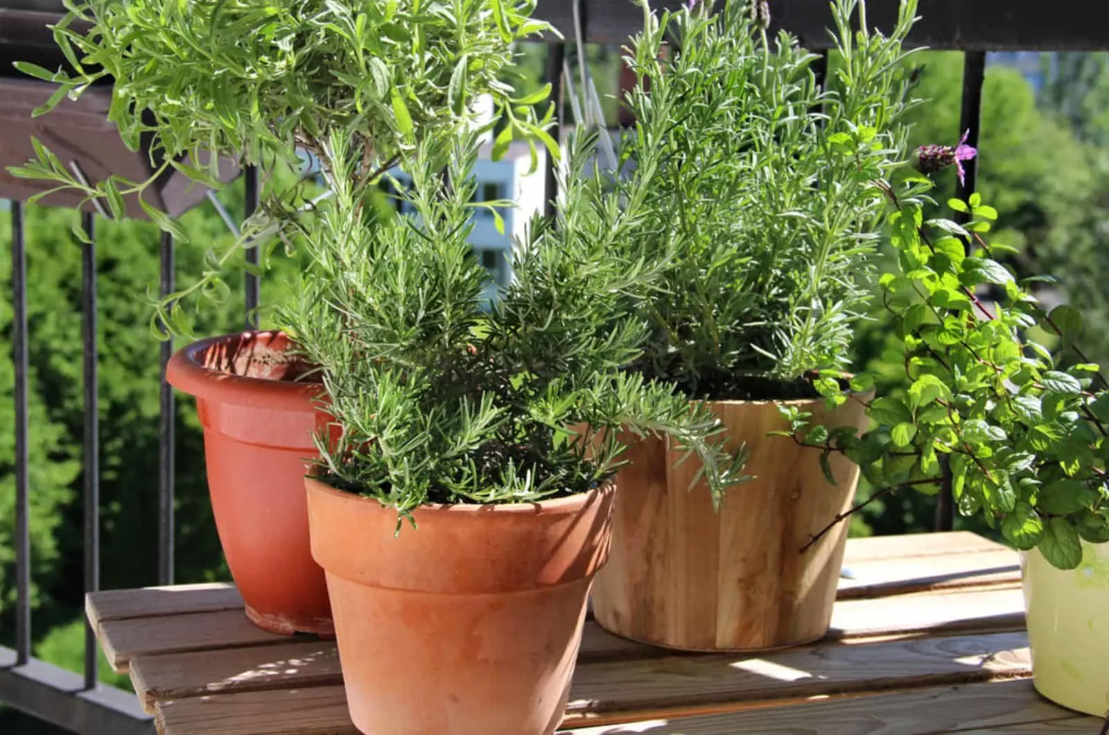 Rosemary, mint, lavender and other herbs in the pot