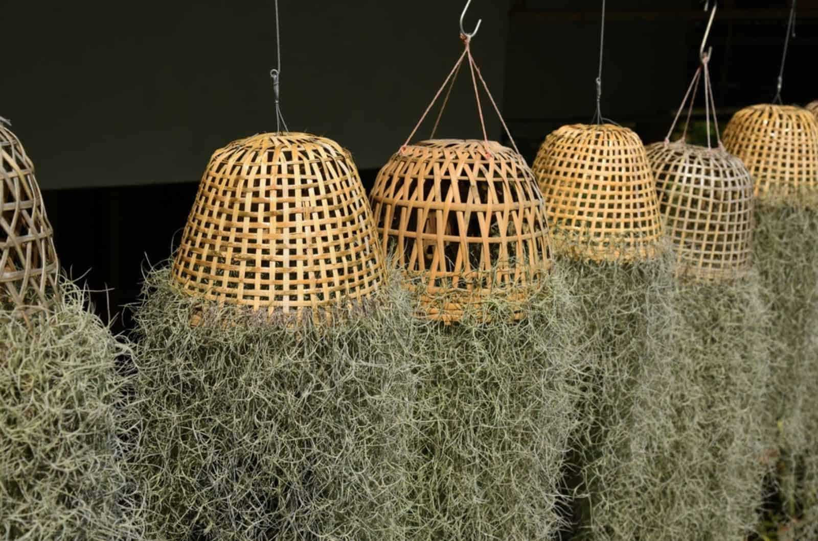 Rows of bamboo basket and spanish moss remix for decoration