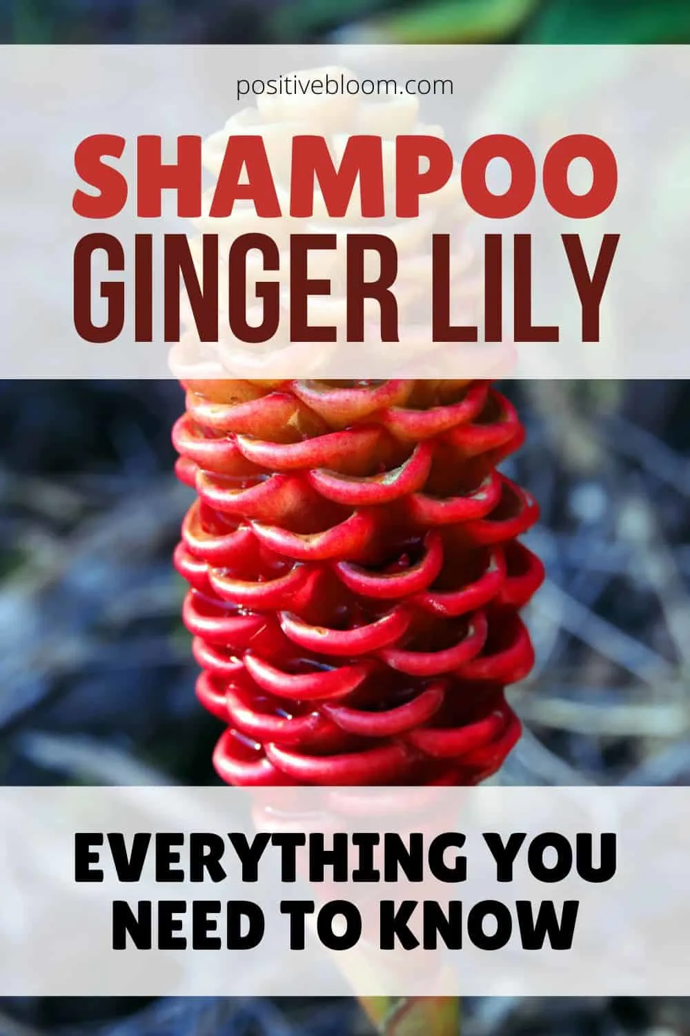Shampoo Ginger Lily Everything You Need To Know Pinterest