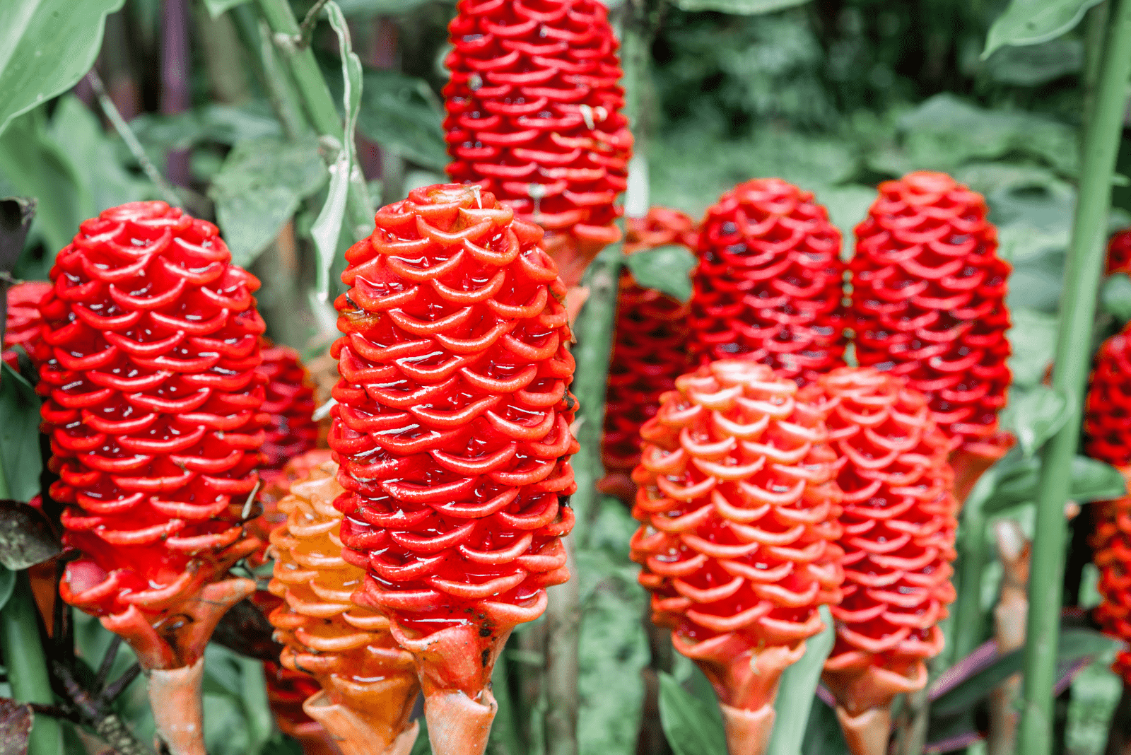 Shampoo Ginger Lily Everything You Need To Know