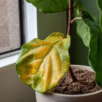 Fiddle Leaf Fig yellow leaf