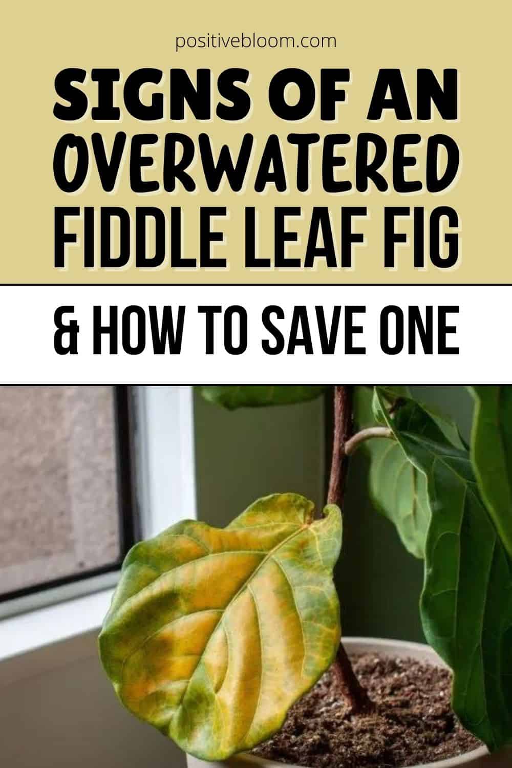 Signs Of An Overwatered Fiddle Leaf Fig And How To Save One Pinterest