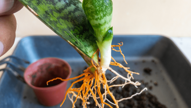 Snake Plant Propagation: What Are The Best Methods?