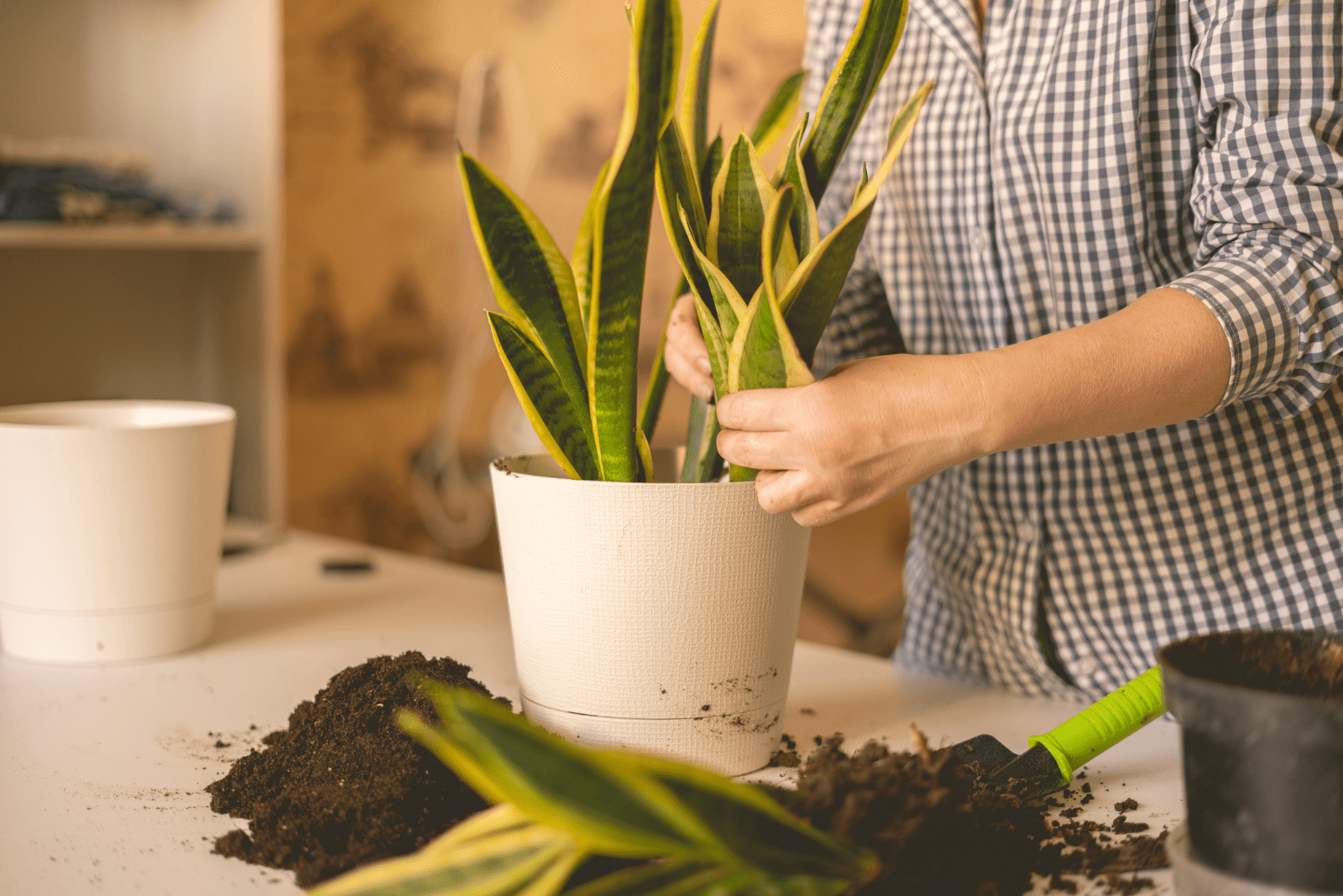 Snake Plant in a white pot transplanted by a woman