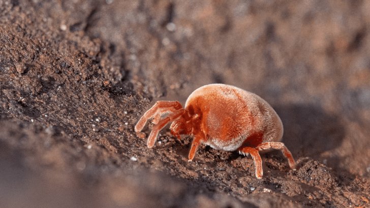 Soil Mites: Is It Good To Have Them Around Plants?
