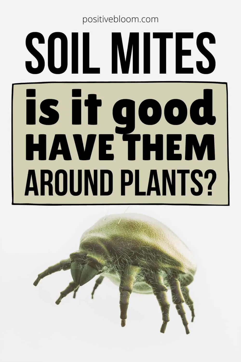Soil Mites Is It Good To Have Them Around Plants Pinterest
