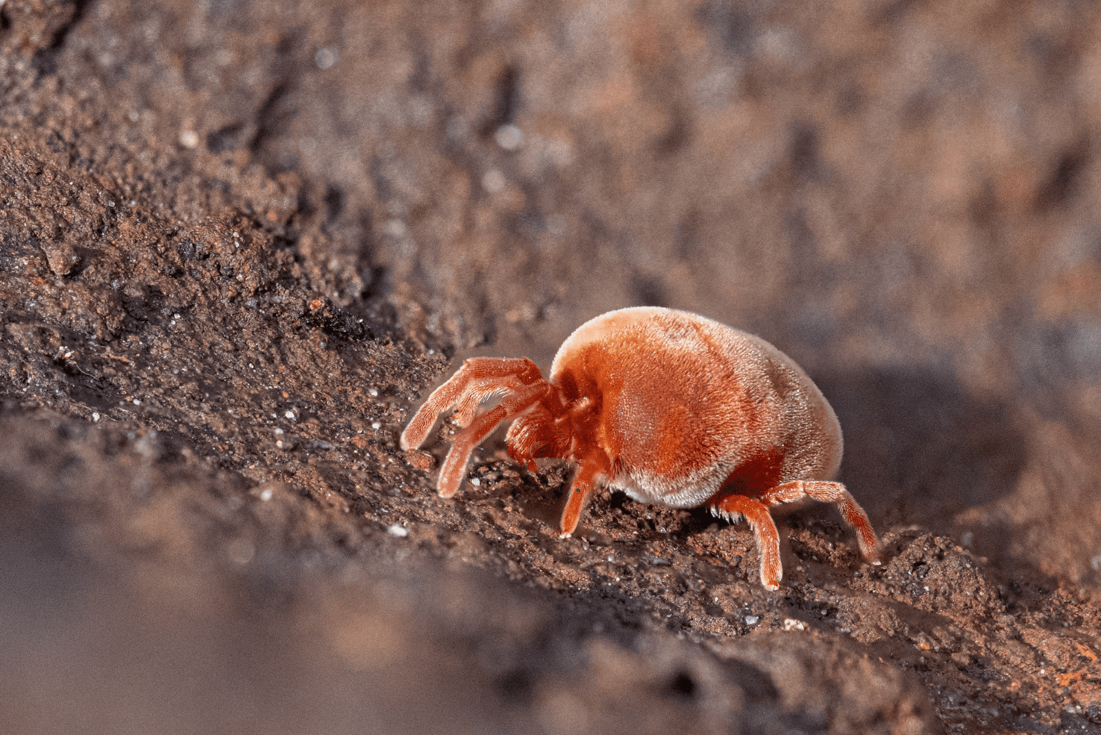 Soil Mites: Is It Good To Have Them Around Plants?