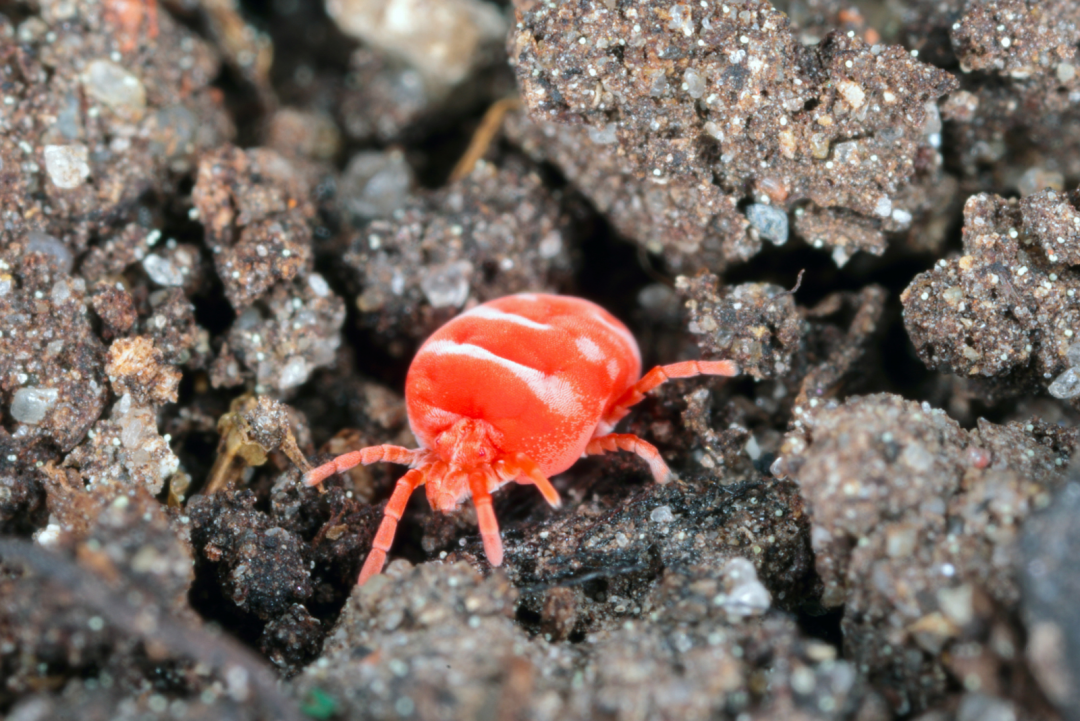 Soil Mites: Is It Good To Have Them Around Plants?