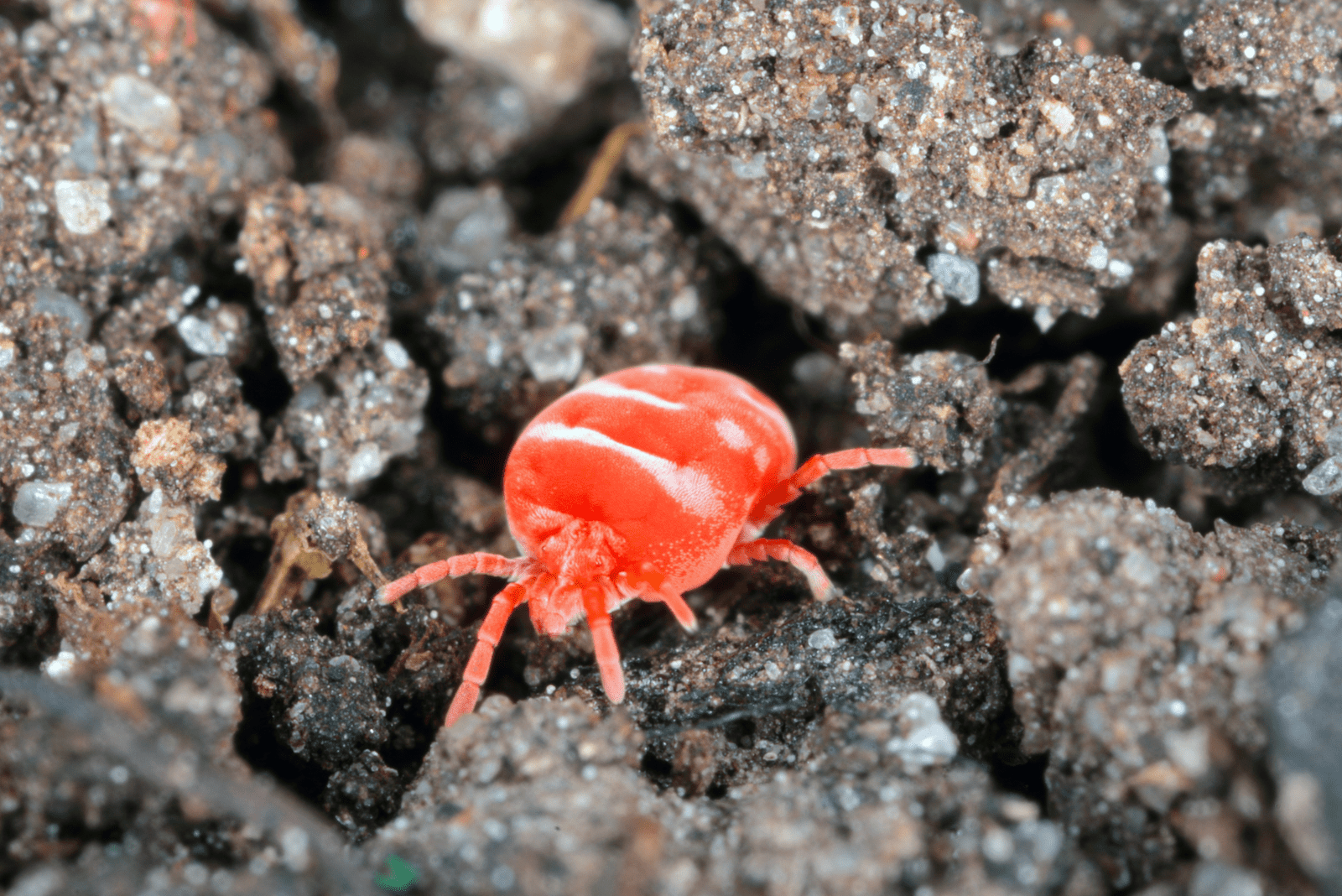 Soil Mites in the ground