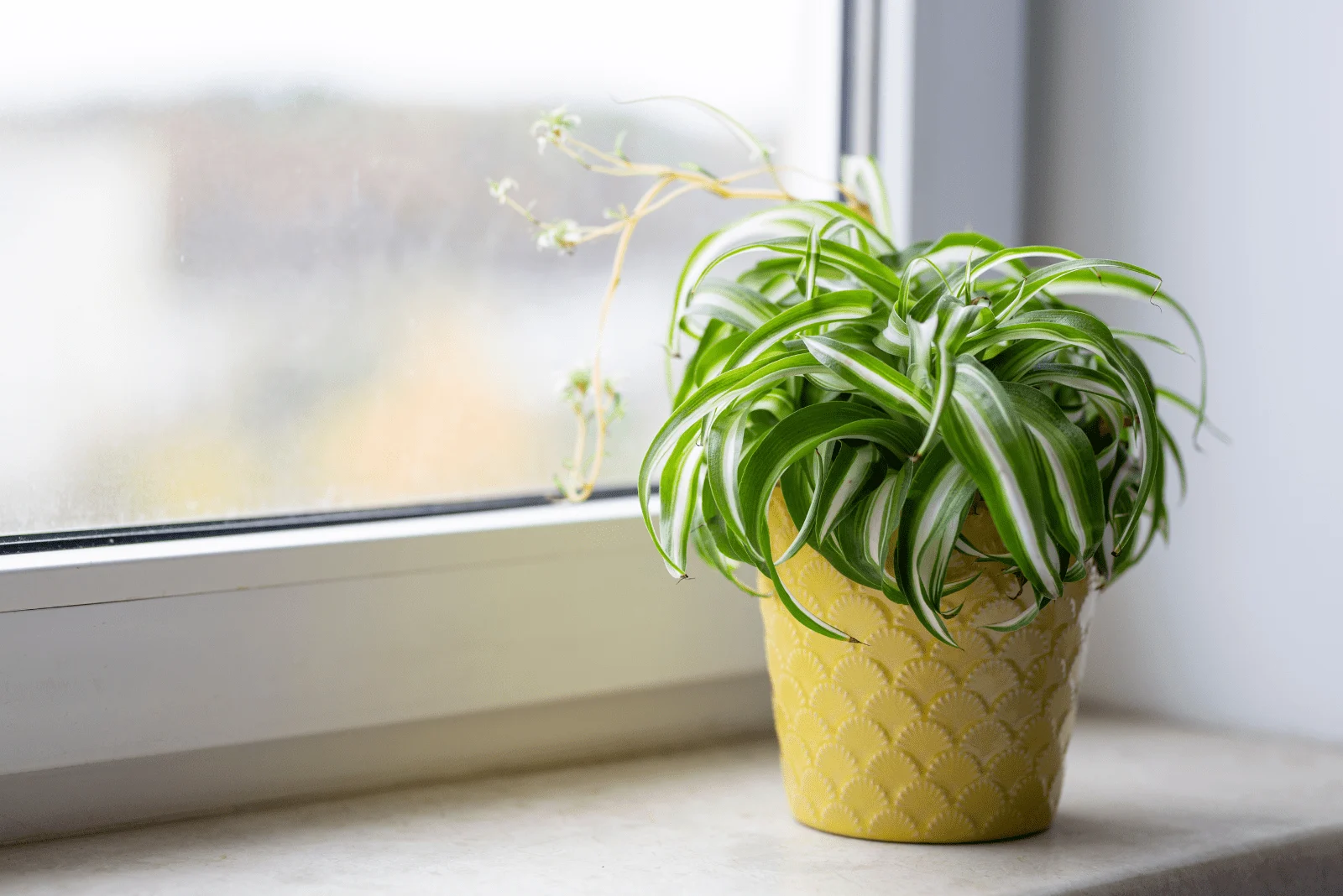 Spider Plants in a pot