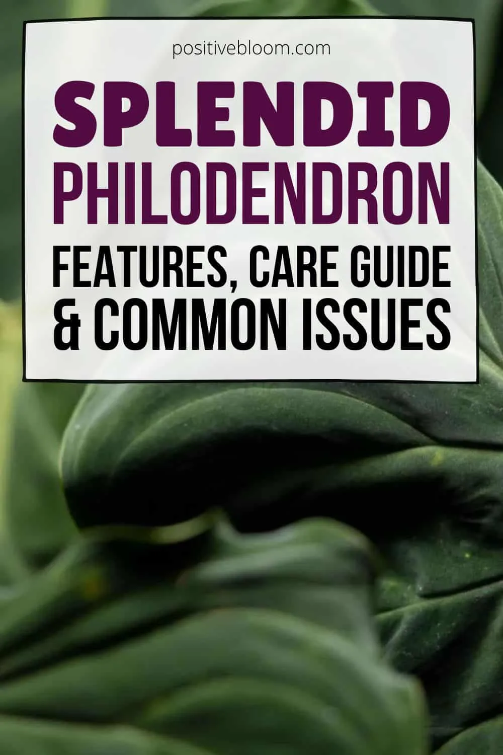 Splendid Philodendron Features, Care Guide, & Common Issues Pinterest
