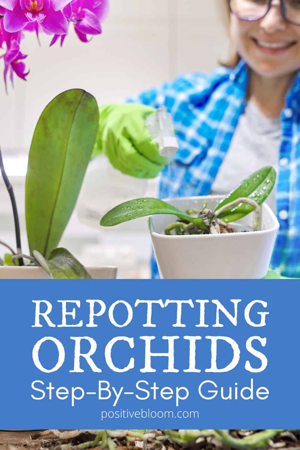 Step-By-Step Guide To Repotting Orchids (Best Tips)
