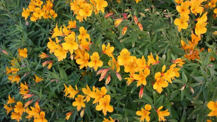 Sticky Monkey Flower: Growing Tips And Interesting Facts
