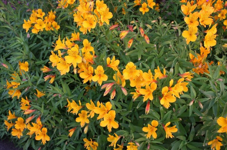 sticky monkey flower bush in the garden