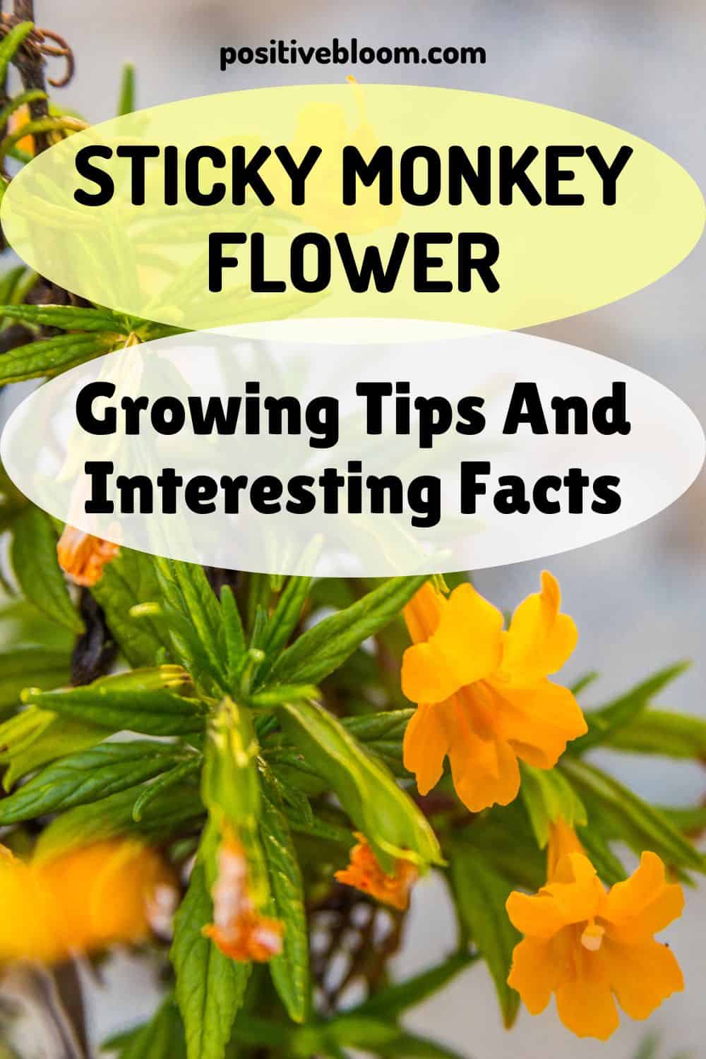 Sticky Monkey Flower Growing Tips And Interesting Facts Pinterest
