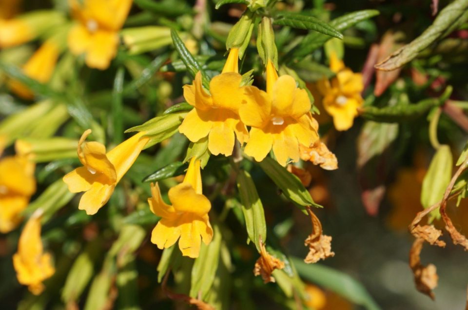 Sticky Monkey Flower: Growing Tips And Interesting Facts