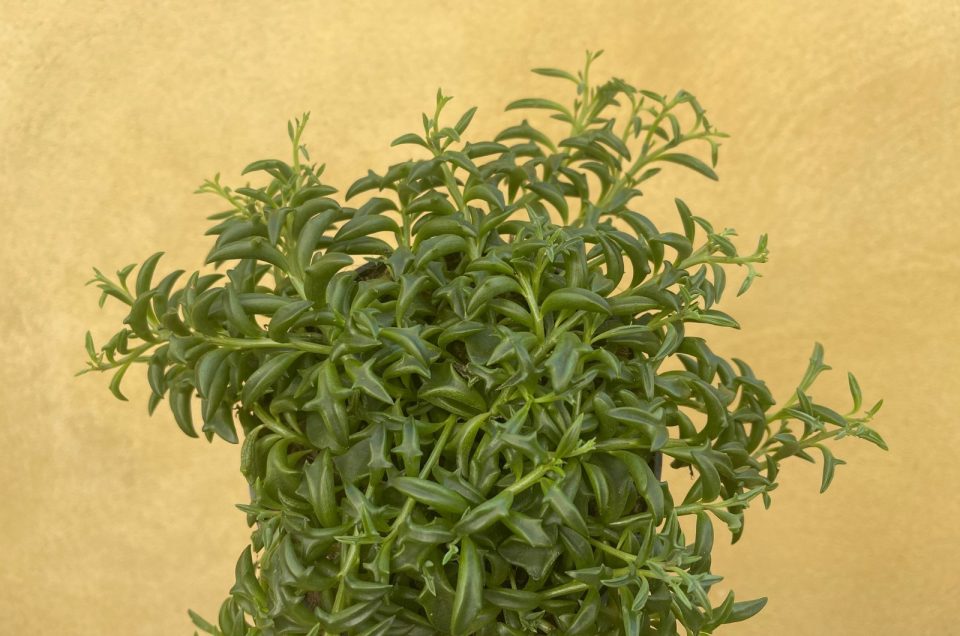 String Of Dolphins Features, Care Guide, & Common Issues