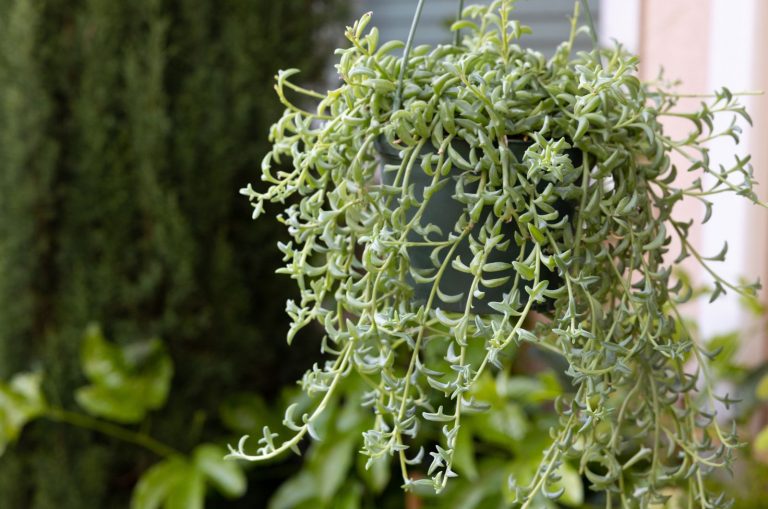 close shot of String Of Dolphins in hanging pot