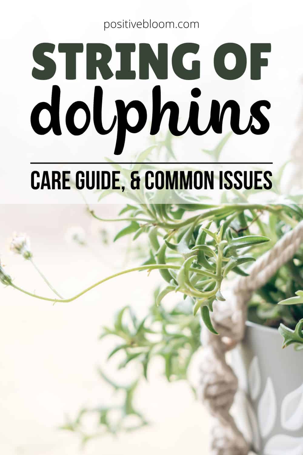 String Of Dolphins Features, Care Guide, & Common Issues Pinterest