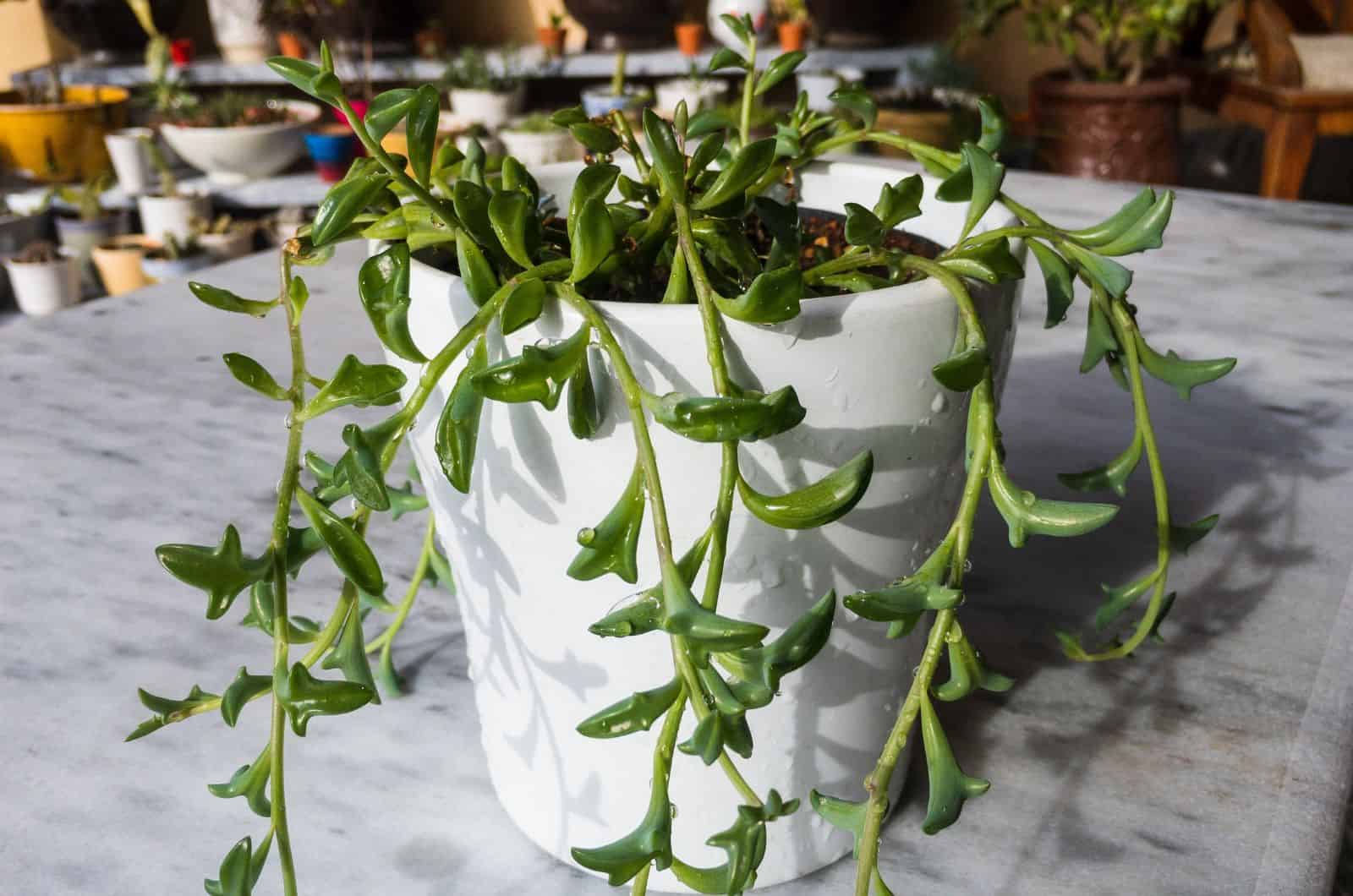 String Of Dolphins in white pot on table
