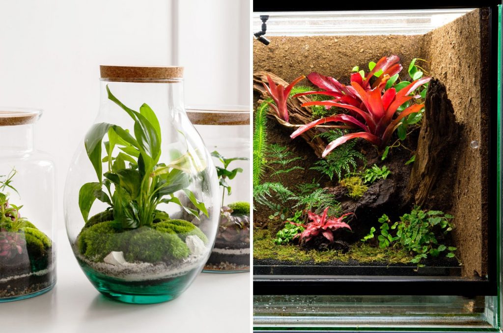 Terrarium vs Vivarium Learn The Differences