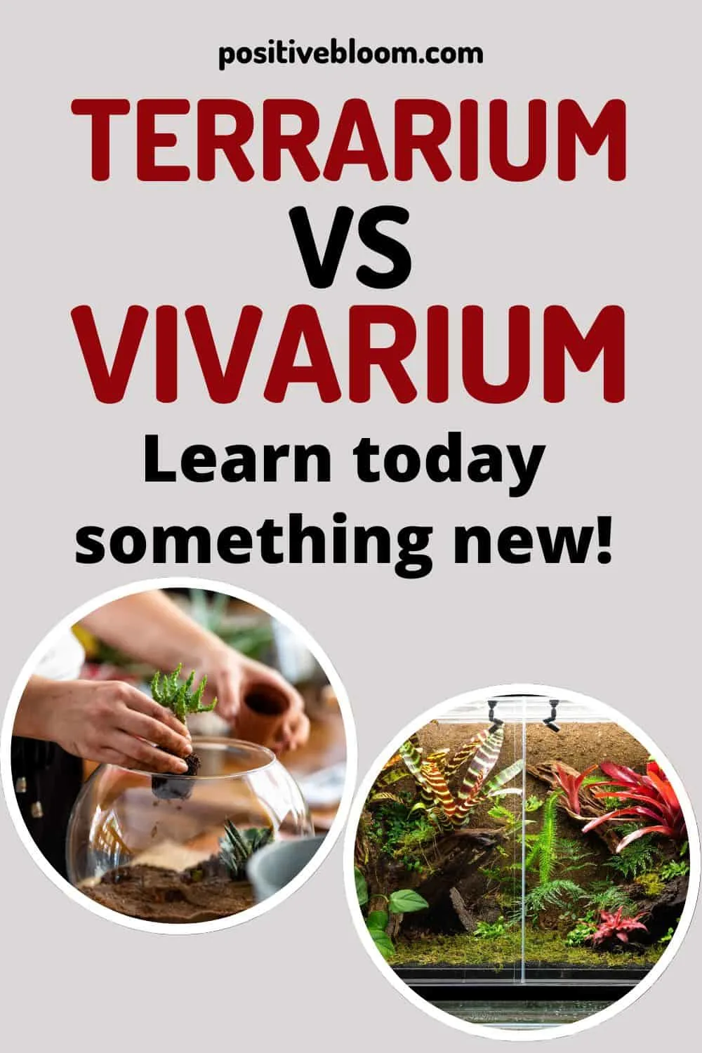 Terrarium vs Vivarium Learn The Differences Pinterest