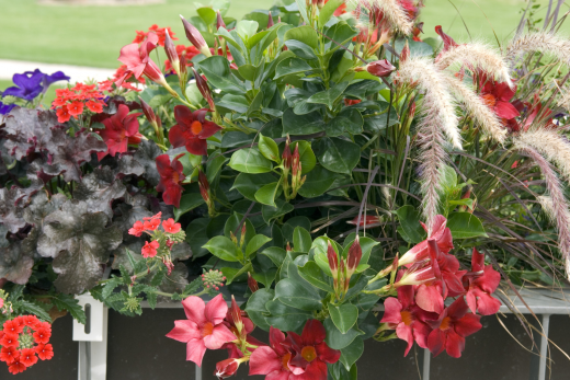 Rio Dipladenia: Features, Facts, And Care Guide