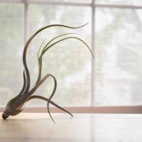 Tillandsia Bulbosa