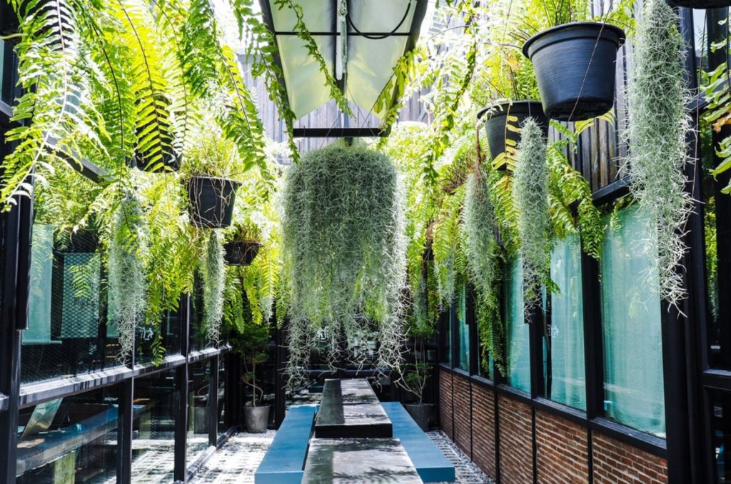 How To Care For Spanish Moss aka Tillandsia Usneoides