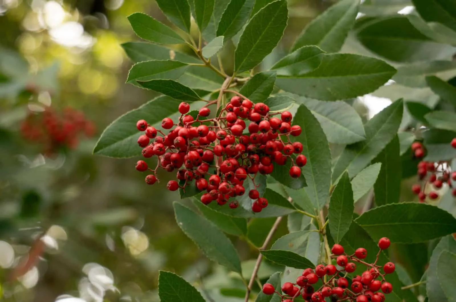 Toyon