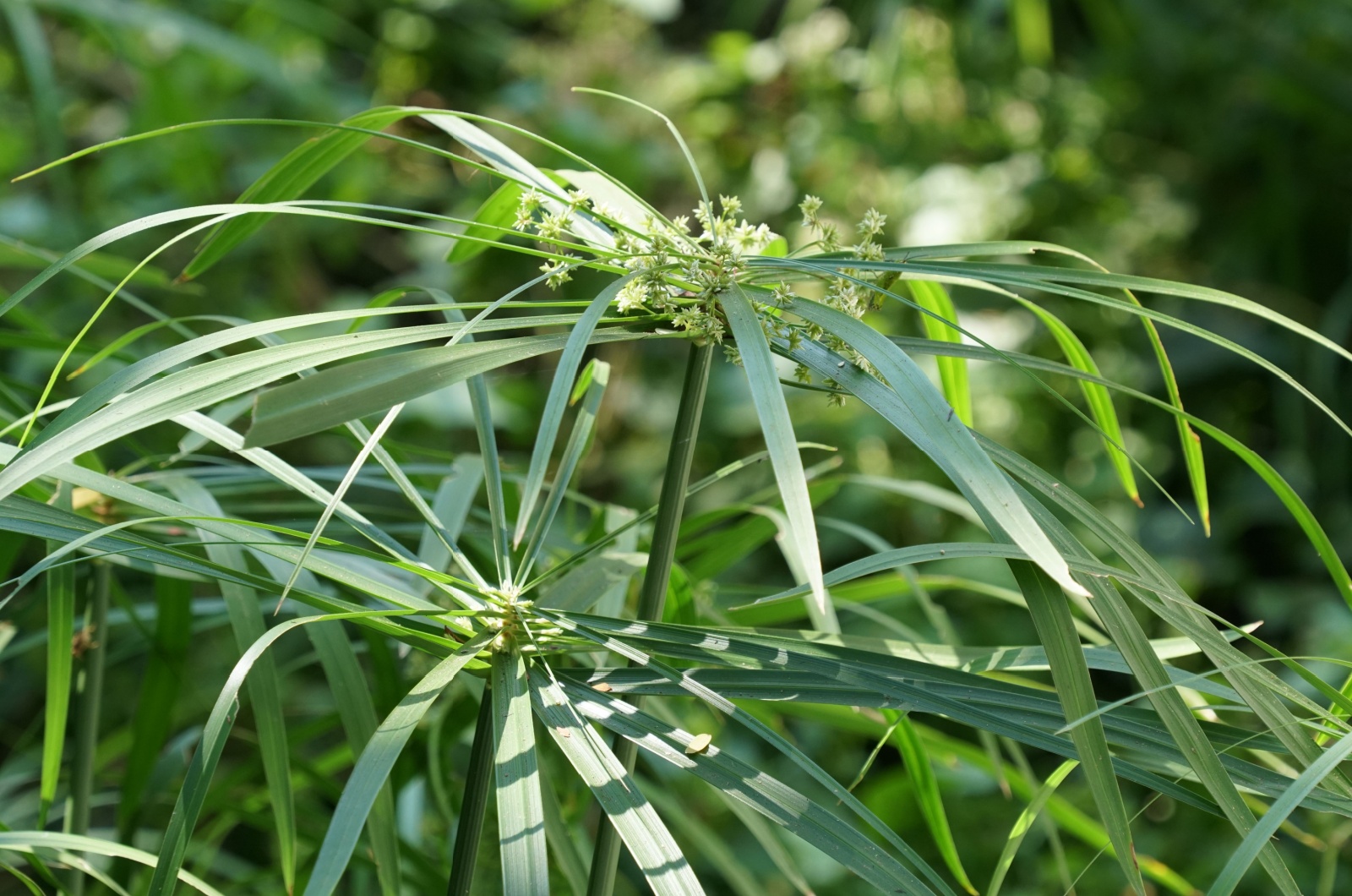 Umbrella palm