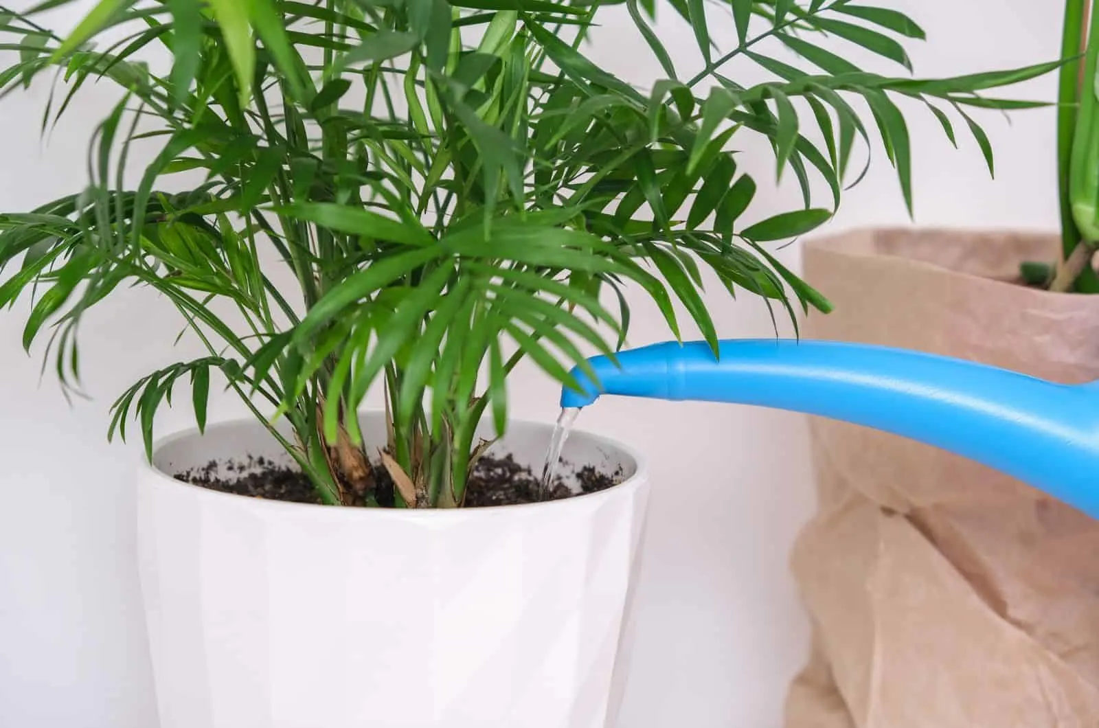 Watering indoor palm tree