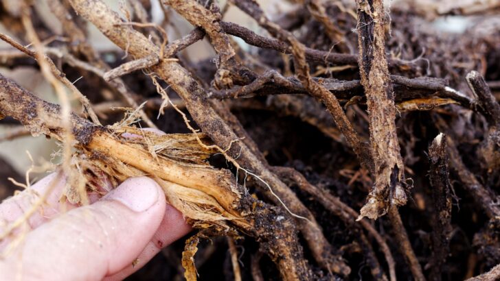 what-are-root-rot-symptoms-causes-treatment-prevention