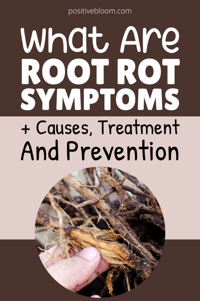 What Are Root Rot Symptoms + Causes, Treatment & Prevention