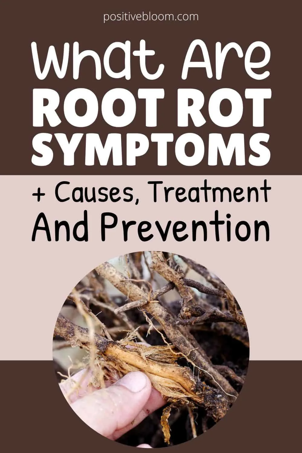 What Are Root Rot Symptoms + Causes, Treatment & Prevention Pinterest