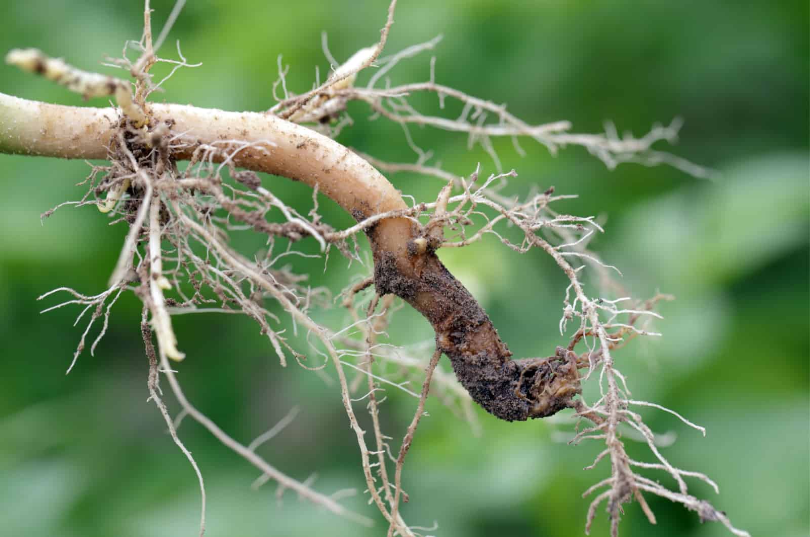 What Are Root Rot Symptoms + Causes, Treatment & Prevention