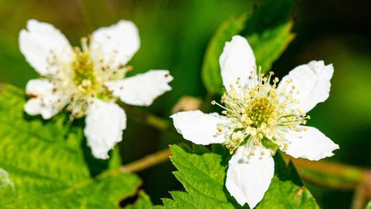 When Do Blackberries Bloom: The Definitive Answer
