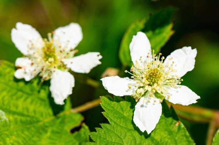 Blooming blackberry bush