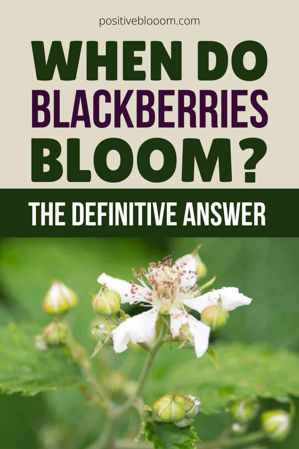 When Do Blackberries Bloom The Definitive Answer Pinterest