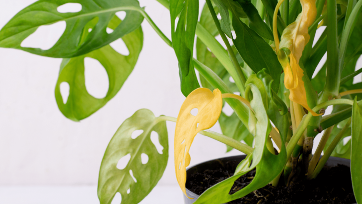 Why Is My Monstera Turning Yellow? Possible Causes & Solutions