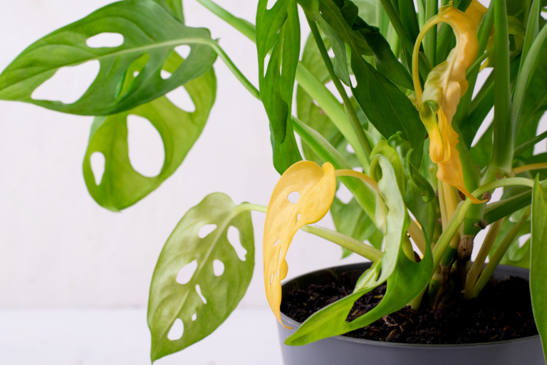 yellow Monstera leaves