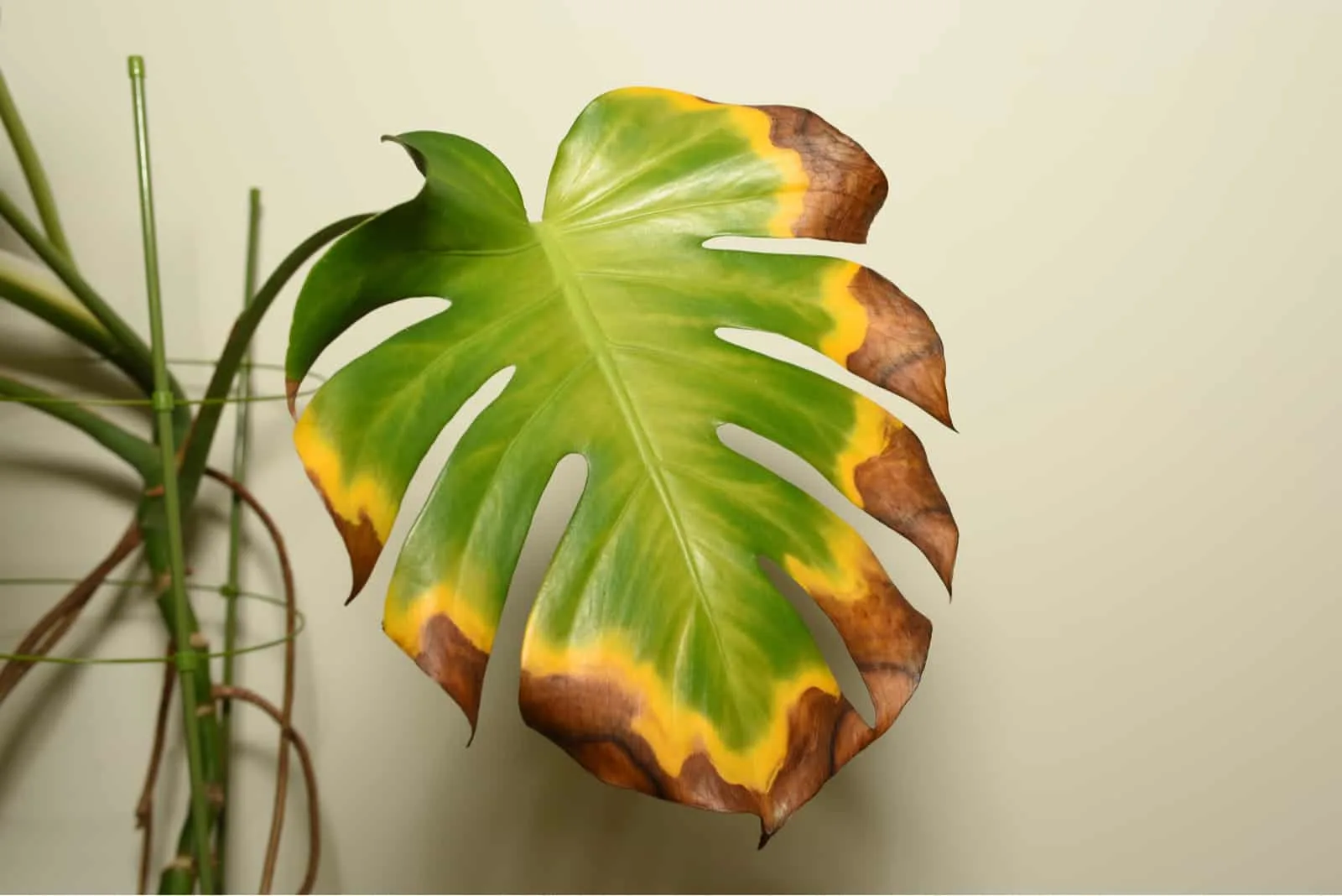 Withering Monstera deliciosa plant leaf