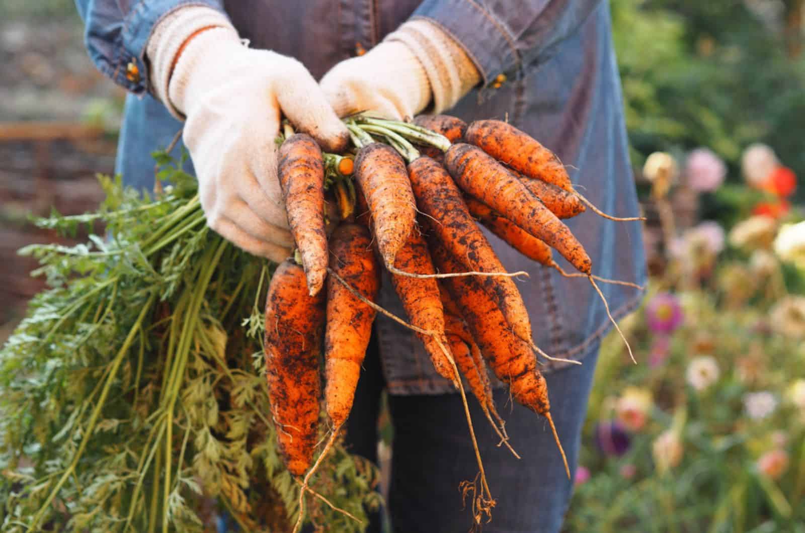 Women's hands in work gloves are holding a freshly dug carrot