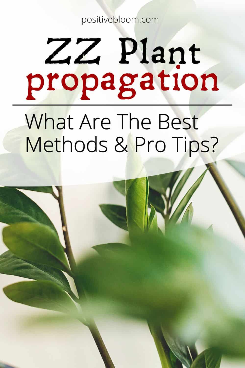 ZZ Plant Propagation Best Methods And Pro Tips Pinterest