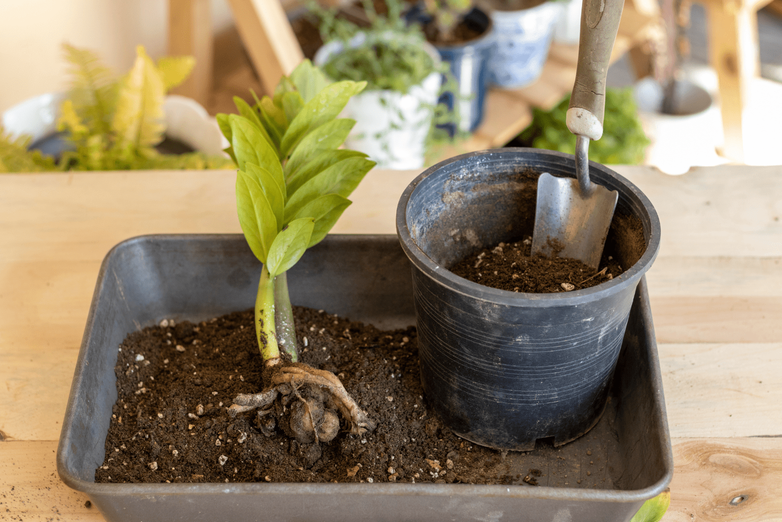 ZZ Plant Propagation: Best Methods And Pro Tips