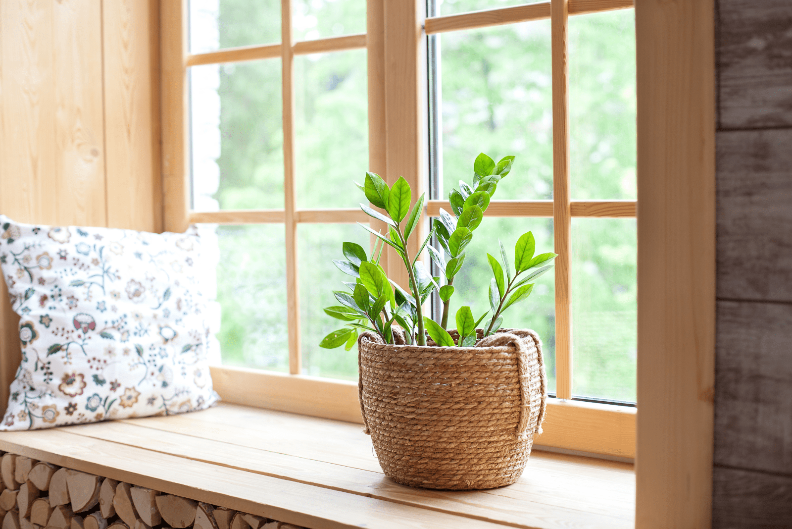 ZZ Plant in a pot by the window