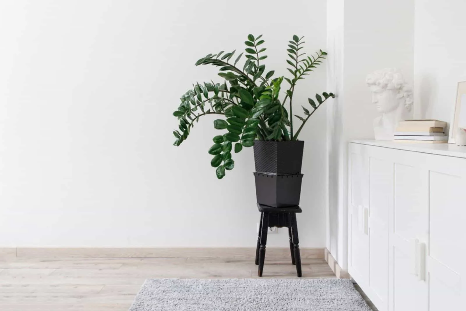 Zamioculcas plant in the clay pot on black stool