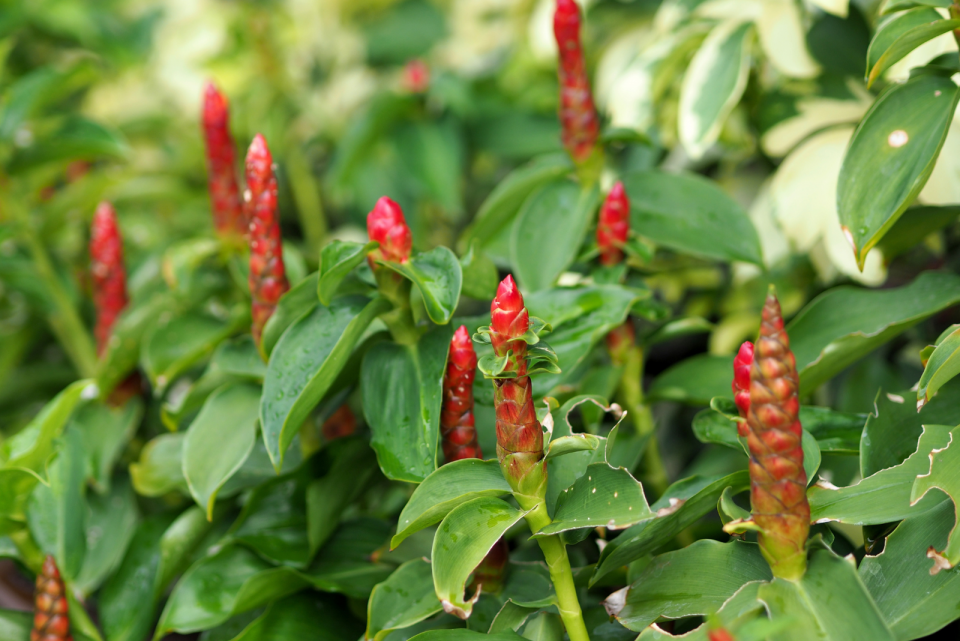 Shampoo Ginger Lily Everything You Need To Know